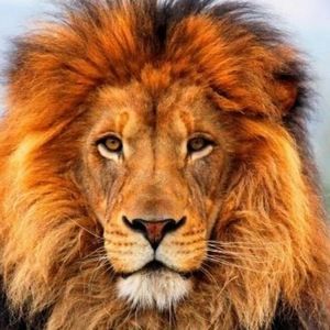 Meet your Posher, Ali